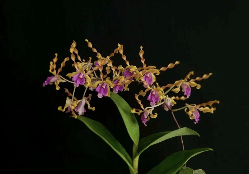 Rooted stem orchid with purple-pink blossoms and green leaves