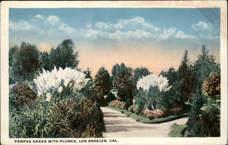 Pampas Grass plumes ~ Los Angeles California ~ 1920s vintage postcard Pampas Grass