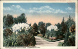 Pampas Grass plumes ~ Los Angeles California ~ 1920s vintage postcard Pampas Grass