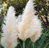 Pampas Grass White Live Plant, Ornamental Grass Plants, 4-6"Tall, Ship No Pot Pampas Grass