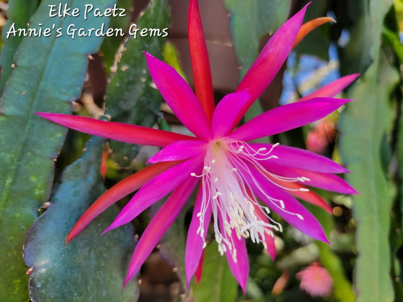 Epiphyllum Elke Paetz orchid flower with vivid pink-magenta petals and long white stamens