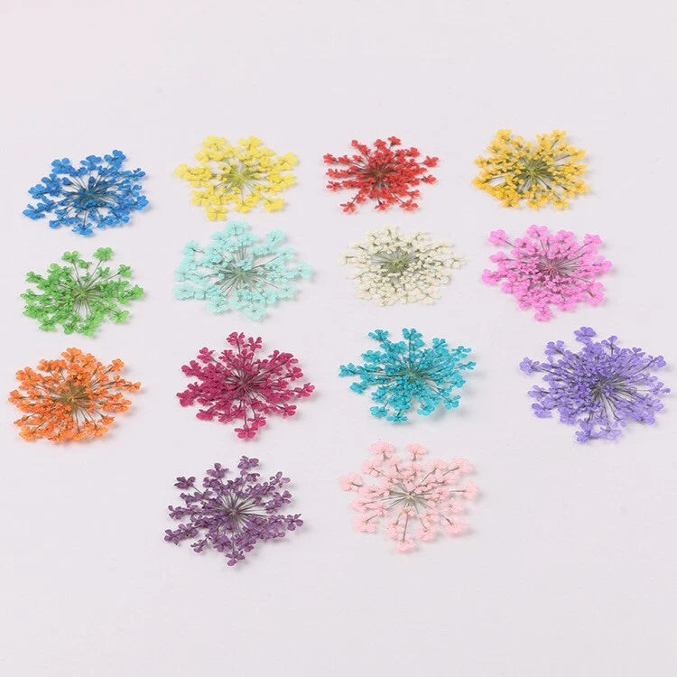 Pressed Queen Anne's lace flower set, 14 dyed colors, assorted dried blooms (100 pcs)