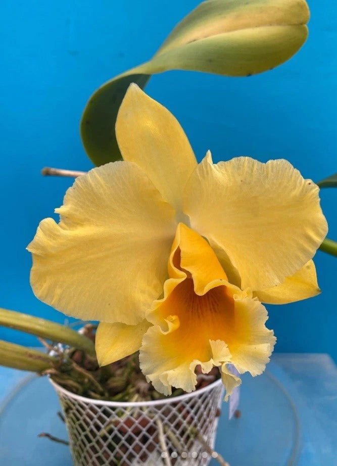 Potted yellow-gold orchid with ruffled blooms and layered petals in a mesh basket