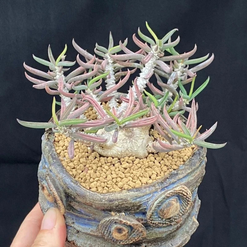 6CM Succulent Cactus Plant Euphorbia Cylindrifolia Cactaceae Home Garden Plant Garden Plants