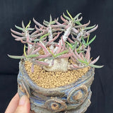 6CM Succulent Cactus Plant Euphorbia Cylindrifolia Cactaceae Home Garden Plant Garden Plants