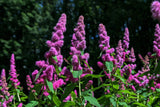 50 ROSE DOUGLAS SPIREA Pink Hardhack Steeple Bush Spiraea Flower Shrub Seeds Roses
