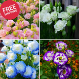 Mixed Lisianthus Seeds for Planting, 298Pcs Perennial Lisianthus Flower Seeds, N Flowering Plants