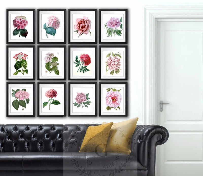 Pink Peonies hydrangea flower botanical illustrations set of 12 wall Hanging Hydrangea
