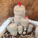 D5525 EPITHELANTHA MICROMERIS potX-H11-W10 cm MaMa Cactus Green Plant