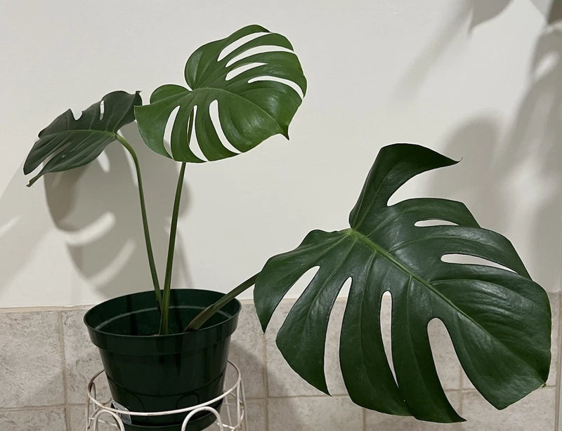 Monstera deliciosa rooted cutting plant with large dark green split leaves in black pot