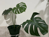 Live Large 3 Leaf Monstera Deliciosa Rooted Cutting Beautiful Plant Starter Orchids