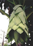 Ensete Glaucum Seeds, Snow Banana Garden Fruit Tree Hardy Zone 7 Perennial Garden Plants