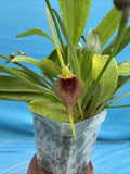 Masdevallia bennettii Miniature Orchid Species DOZEN SPIKES 2.5Ó Pot (CJ15) Orchids