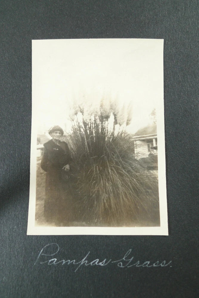 VINTAGE PHOTOGRAPH 1920's California Woman Pampas Grass Street Scene House Pampas Grass