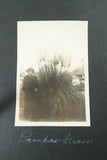 VINTAGE PHOTOGRAPH 1920's California Woman Pampas Grass Street Scene House Pampas Grass