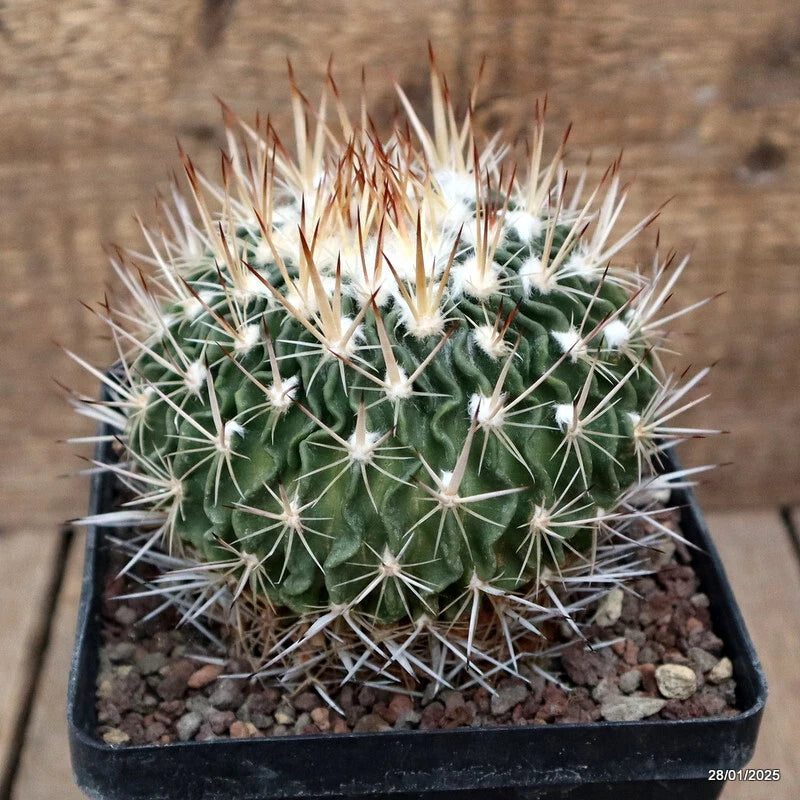 Potted cactus plant with green stems and white spines in a black pot