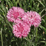 250+ BACHELOR BUTTON TALL PINK CORNFLOWER FRESH HARVEST FOR GARDENS Garden Plants
