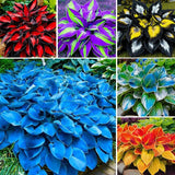 175Pcs Mix Hosta Seed for Planting-Non-Gmo Heirloom Plant Seeds Garden Outdoor Garden Plants