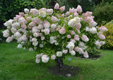 Hydrangea Paniculata /'Grandiflora' Pee Gee Live  Gallon Pot Hydrangea