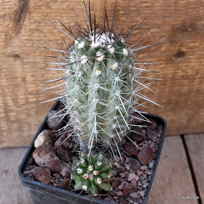 D4793 COPIAPOA LONGISPINA pot10-H12-W10 cm MaMa Cactus Green Plant