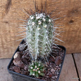 D4793 COPIAPOA LONGISPINA pot10-H12-W10 cm MaMa Cactus Green Plant
