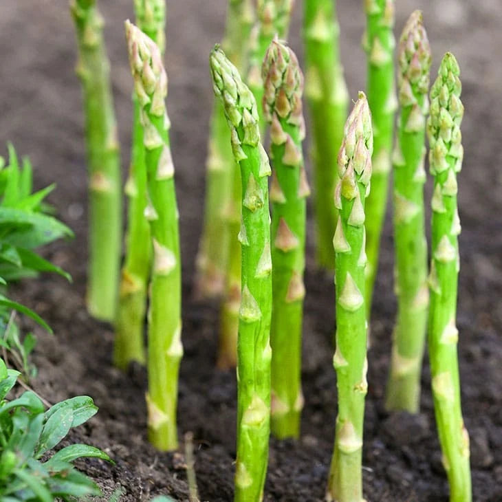 Mary Washington Asparagus Seeds - 1000+ Count - For 2026 Planting Perennial Garden Plants