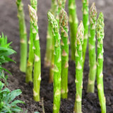 Mary Washington Asparagus Seeds - 1000+ Count - For 2026 Planting Perennial Garden Plants