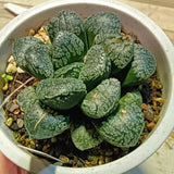 5CM Succulent Plant Haworthia Comptioniana Demon Liliaceae Home Garden Beautiful Garden Plants