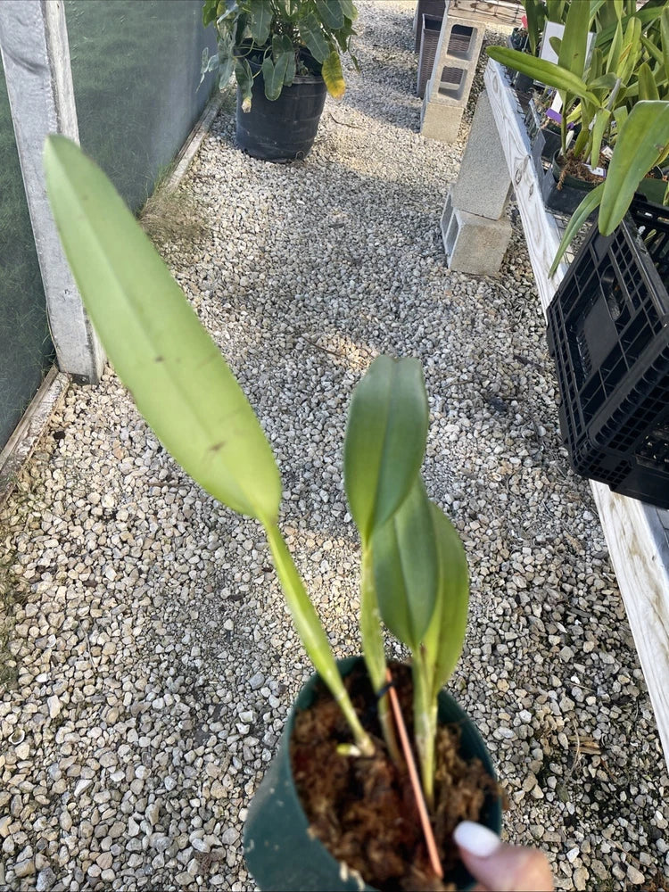 Orchid live Cattleya  labiata var. carnea - bare root Orchids