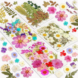 Dried Flowers, Resiners 100Pcs Pressed Flowers for Craft Purple Real Natural ... Dried Flower