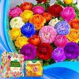 Mixed Peony Ranunculus Bulbs- Persian Buttercup -10 Corms Bulbs Flowering Blo... Ranunculus