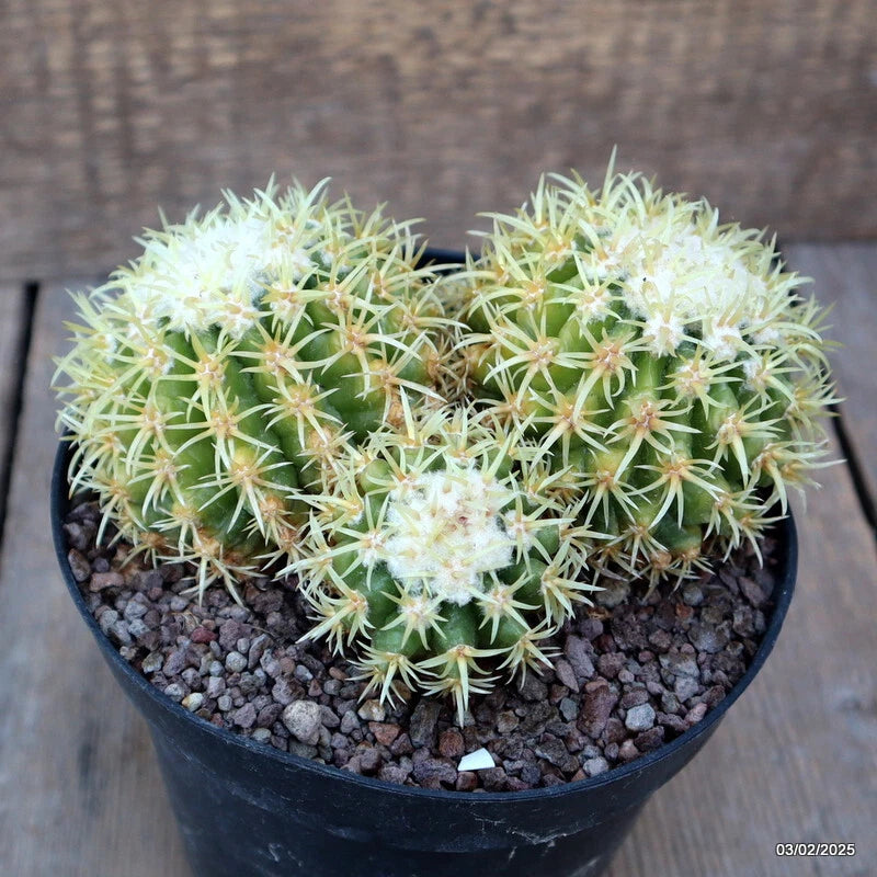 Echinocactus cactus with white spines in black plastic pot with gravel