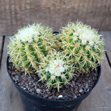 A6750 ECHINOCACTUS GRUSONII BREVISPINUS pot14-H8-W15 cm MaMa Cactus Green Plant