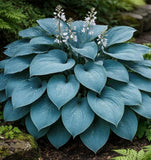 Canada Blue Hosta Plant for Growing -Hosta Plant - Perennial (5 Roots) Green Plant