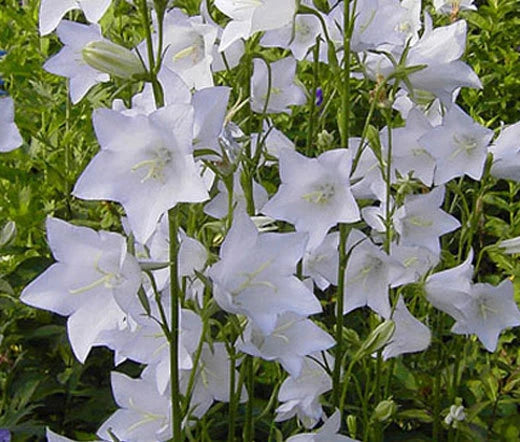 BELLFLOWER WILLOW PEACH LIVED WHITE Campanula Persicifolia - 1,000 Bulk Seeds Flowering Plants