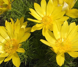 PHEASANT'S EYE Adonis Vernalis - 20 Bulk Seeds Garden Plants