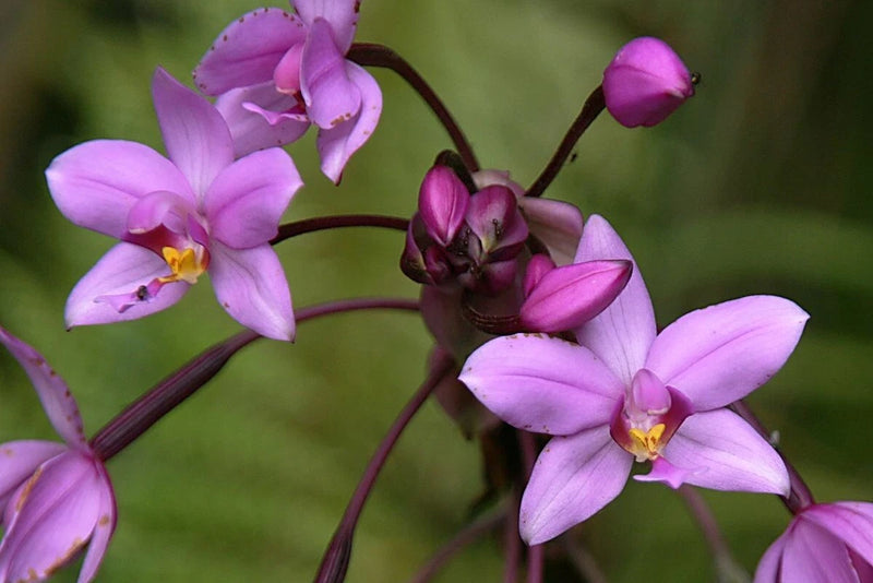 Purple lavender orchid flowers with dark stems, live plant