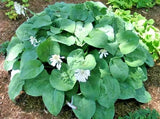 20 HOSTA BIRCHWOOD ELEGANCE SEEDS Garden Plants