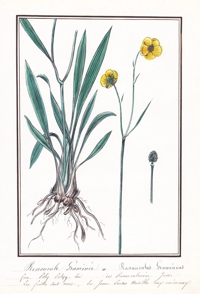 Buttercup Ranunculus Gramineus Flower Botany Watercolor Drawing 1830 Ranunculus