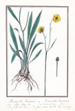 Buttercup Ranunculus Gramineus Flower Botany Watercolor Drawing 1830 Ranunculus