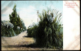 Postcard   An Avenue of Pampas Grass in California   Antique Pampas Grass