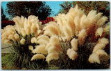 Postcard - Pampas Grass - Texas Pampas Grass