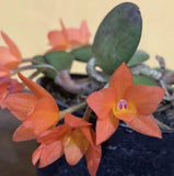 Orchid live Sophronitis cernua - Blooming size Orchids