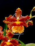 (464-14Ons.Catatante 'Los Roble'       FS Orchids