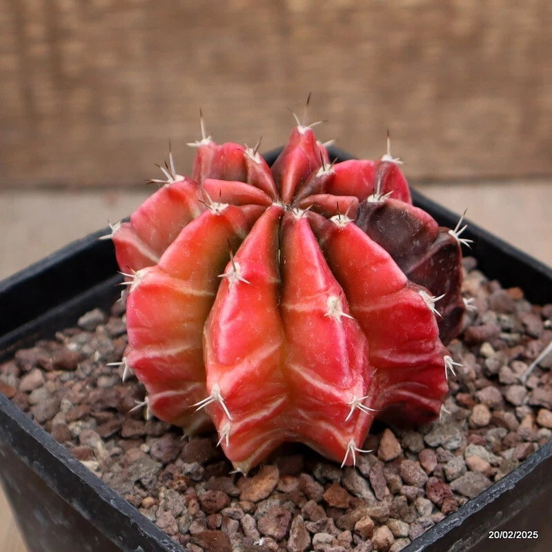 Variegated gymnocalycium cactus plant in a pot, red-pink body with green center