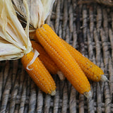 LADY FINGERS POPCORN SEEDS - 50 COUNT FRESH FOR GARDENS Garden Plants
