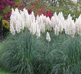 Outsidepride White Ornamental Pampas Grass Plant Seeds - 1000 Seeds Pampas Grass