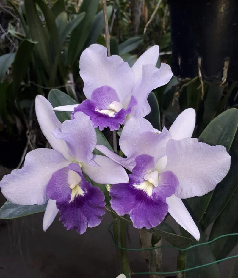 Cattleya orchid cluster with pale lavender petals and vivid purple centers