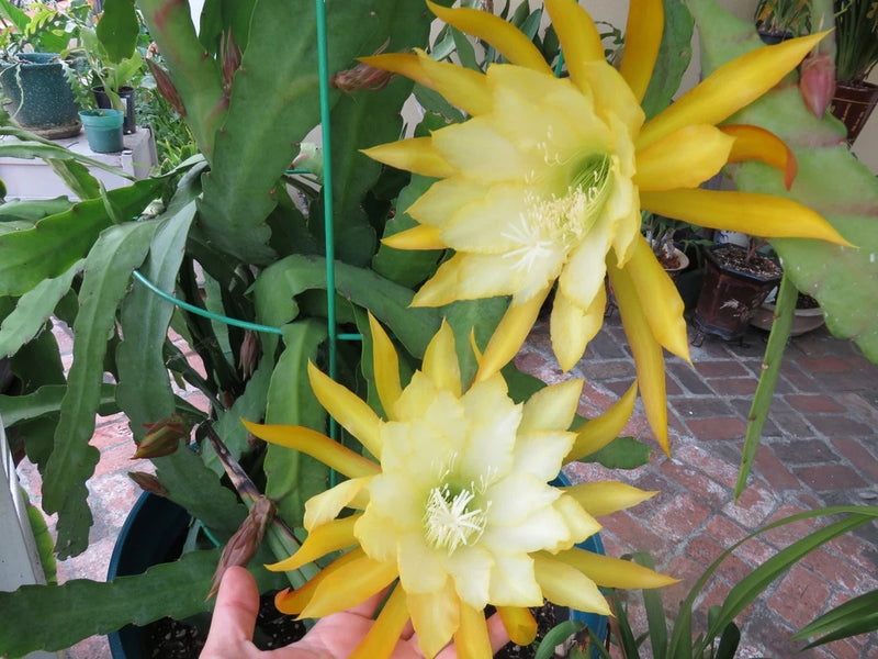 Fresh epiphyllum orchid cutting plant with bright yellow, star-shaped blossoms
