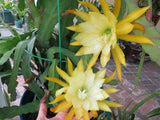 Epiphyllum Orchid 8